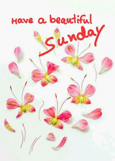 สวัสดีวันอาทิตย์ Happy Sunday